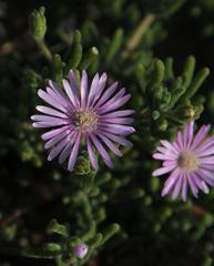 Drosanthemum prostratum