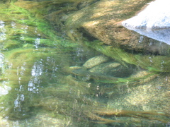 Salmo marmoratus