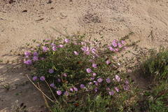 Drosanthemum prostratum