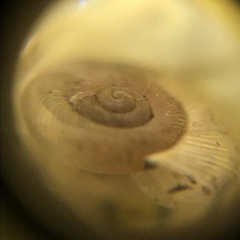 Discus whitneyi