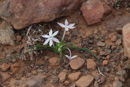 Lapeirousia plicata