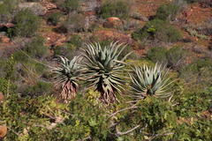 Aloe comosa