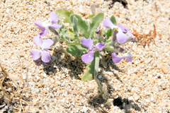 Matthiola tricuspidata