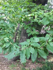 Quercus castaneifolia