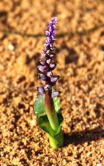 Lachenalia mutabilis