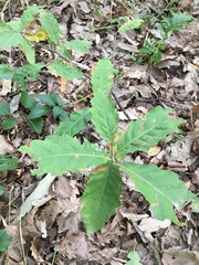 Quercus castaneifolia
