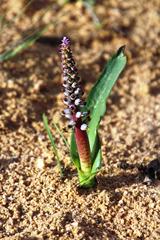 Lachenalia mutabilis