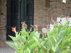 Hylocharis chrysura