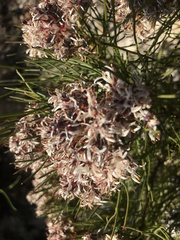 Serruria rubricaulis