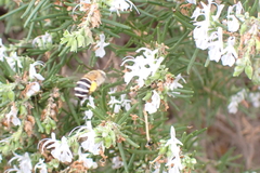 Amegilla quadrifasciata