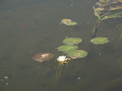 Nymphaea candida