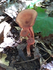 Cortinarius sanguineus