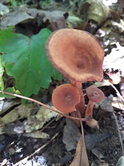 Cortinarius sanguineus