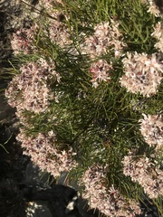 Serruria rubricaulis