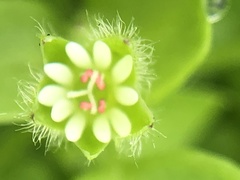 Stellaria