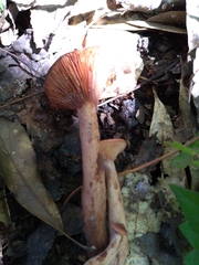 Cortinarius sanguineus