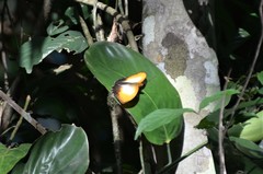 Cymothoe beckeri beckeri