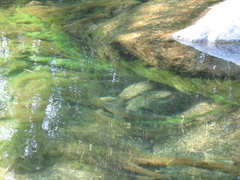 Salmo marmoratus