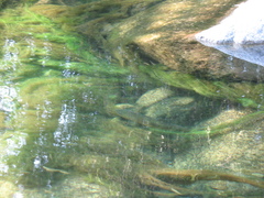 Salmo marmoratus