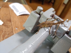 Meroncidius flavolimbatus