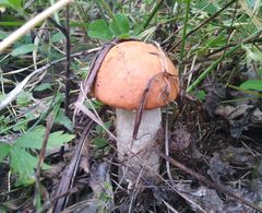 Leccinum albostipitatum