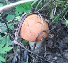 Leccinum albostipitatum
