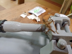 Meroncidius flavolimbatus