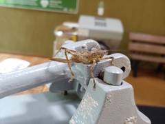 Meroncidius flavolimbatus