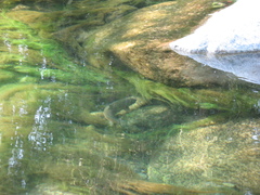Salmo marmoratus