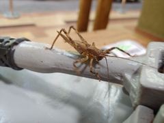 Meroncidius flavolimbatus