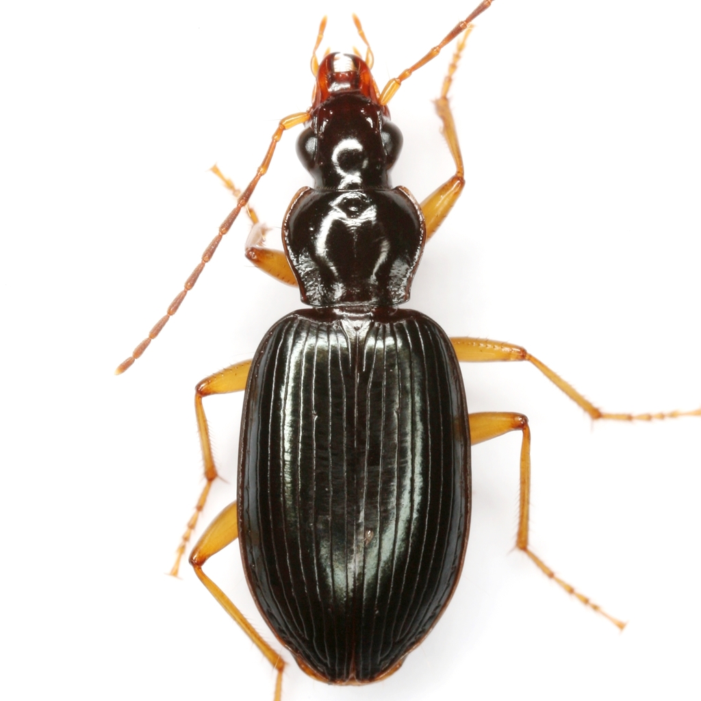 Platynus lyratus