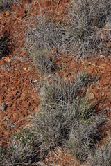 Enneapogon scoparius