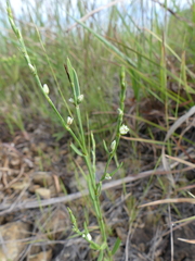 Polygonum tenue