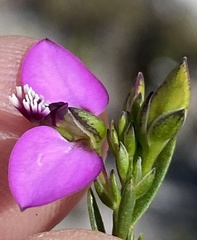 Polygala recognita