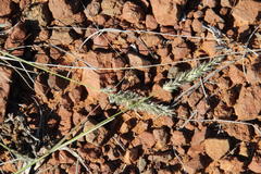 Enneapogon scoparius