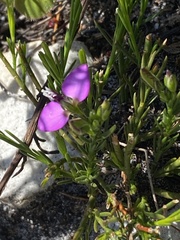 Polygala recognita