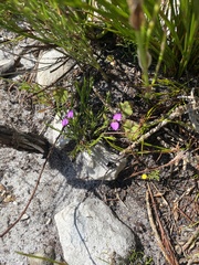 Polygala recognita