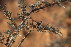 Wiborgia