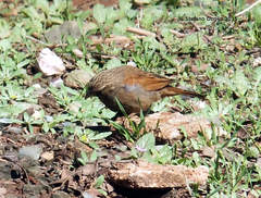 Emberiza sahari