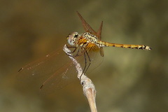Trithemis arteriosa