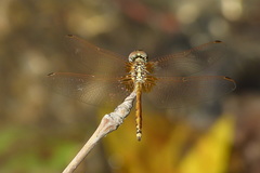 Trithemis arteriosa