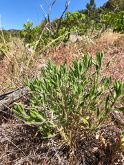 Heterotheca hirsuta