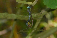 Caliaeschna microstigma