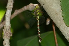 Caliaeschna microstigma