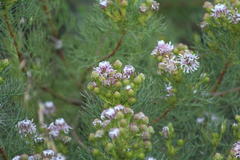 Serruria foeniculacea