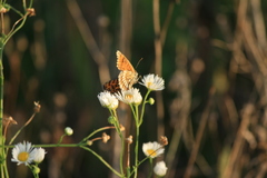 Melitaea deione