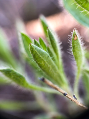 Heterotheca hirsuta