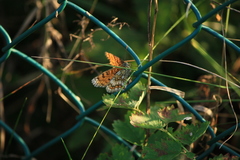 Melitaea deione