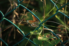Melitaea deione