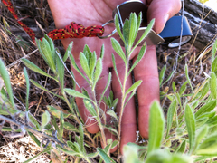 Heterotheca hirsuta
